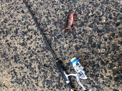 カサゴは裏切らない