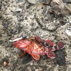 牛深ライトゲーム②