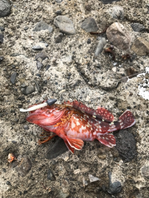 牛深ライトゲーム②