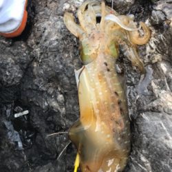 風がヤバイけど。