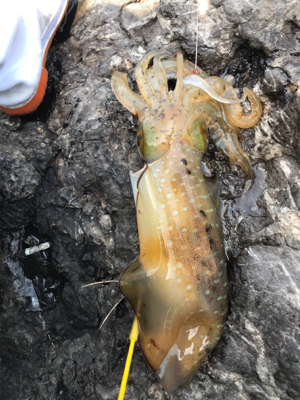 風がヤバイけど。