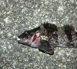 6時間耐久メバリング