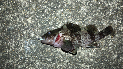 6時間耐久メバリング