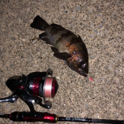 強風の中のメバリング