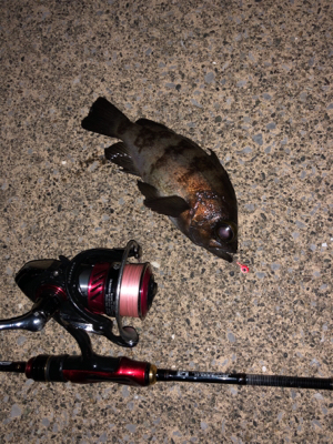 強風の中のメバリング