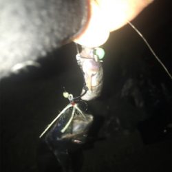 まだまだ釣れますよ!