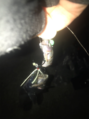 まだまだ釣れますよ!