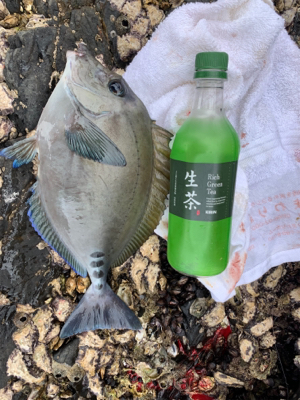 小才角 磯フカセ