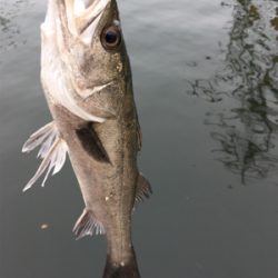 極寒のな中 ハネの活性高い