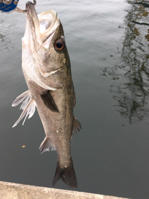 極寒のな中 ハネの活性高い