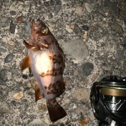 バレンタイン釣行