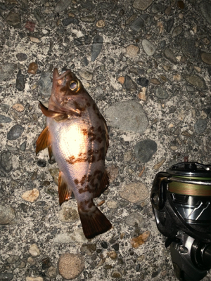 バレンタイン釣行