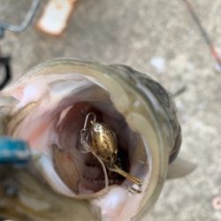 お久シーバス❤️