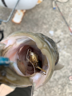 お久シーバス❤️