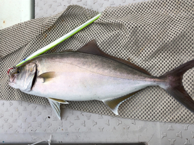 カンパチ釣れました！