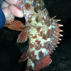 ナイトメバリング