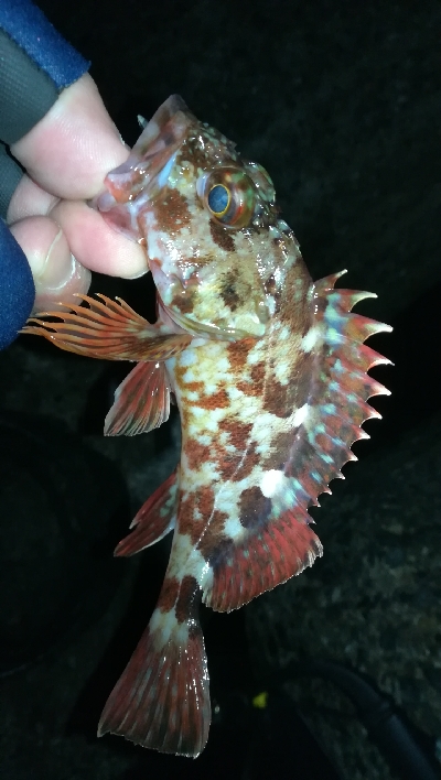 ナイトメバリング