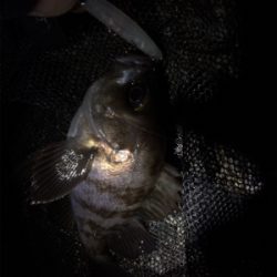 プラッキング絶好調です