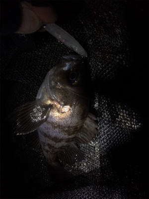 プラッキング絶好調です