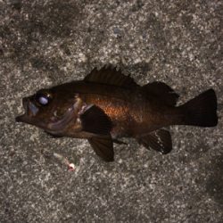 寒空の下メバリング