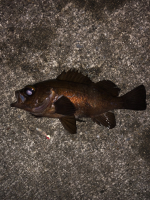 寒空の下メバリング