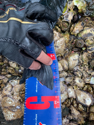 御五神島 沖磯フカセ