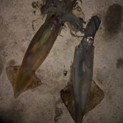 久しぶりのスルメイカ