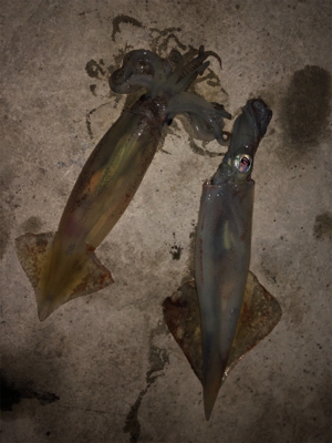 久しぶりのスルメイカ