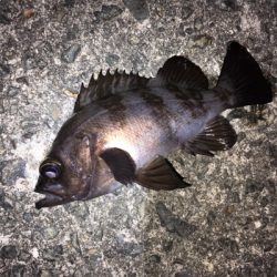 メバリング、ガシラ・セイゴも