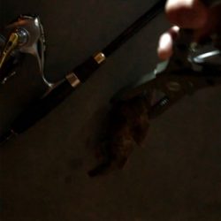 ナイトガシリング