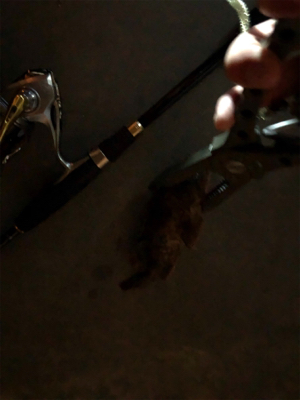 ナイトガシリング