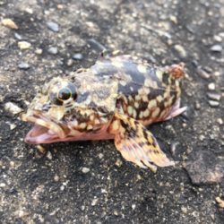 虫餌で五目釣り…ならず