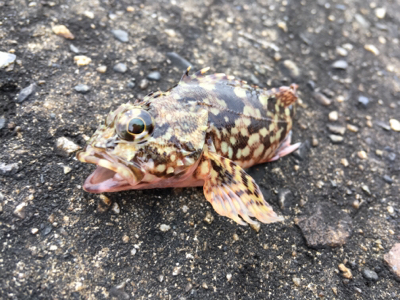 虫餌で五目釣り…ならず