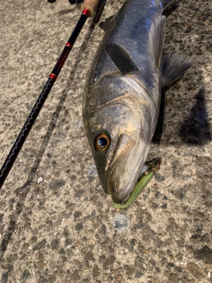 娘チョコレートと頑シーバス♫