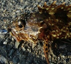 2019年2月17日釣行in福の浦漁港