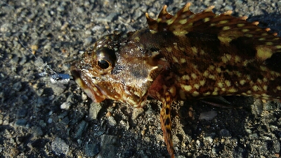 2019年2月17日釣行in福の浦漁港