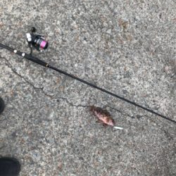 アジを求めて御所浦釣行①