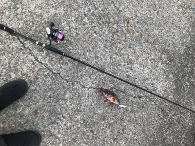 アジを求めて御所浦釣行①