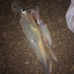 今日もヤリイカエギング！