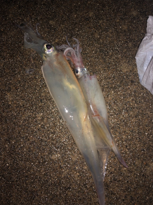 今日もヤリイカエギング！