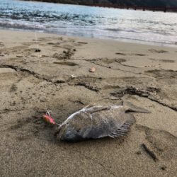 いい引きでした