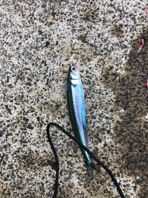 サビキでイワシ