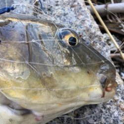 大和川河口でカニ餌でチヌを狙うも…