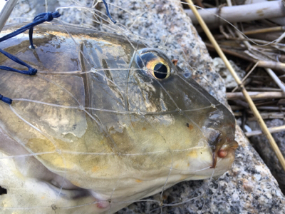 大和川河口でカニ餌でチヌを狙うも…