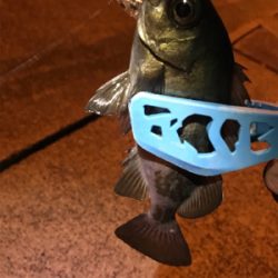 アジを求めて御所浦釣行②