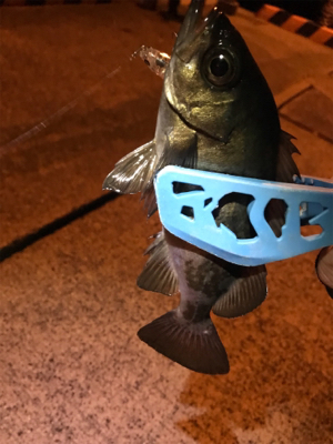 アジを求めて御所浦釣行②