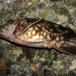 ガシラしかいない