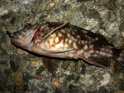 ガシラしかいない