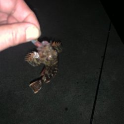 エステルライン