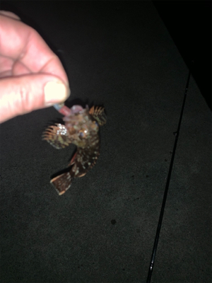 エステルライン